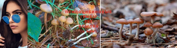 прущая мука Арсеньев